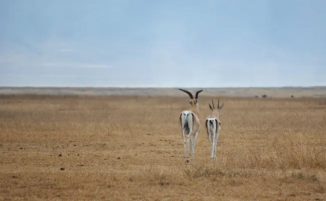 10-Day Kenya & Tanzania Luxury Safari_ An Exclusive Masai Mara to Serengeti Adventure by Crystal Tours