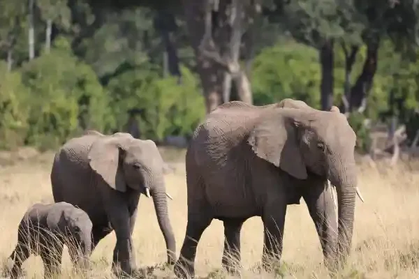 10-Day Luxury Kenya & Tanzania Safari_ Masai Mara, Serengeti, Ngorongoro & Tarangire