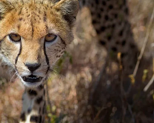 3 Day Elewana Kifaru House Lewa Flying Safari – Luxury Wildlife Escape