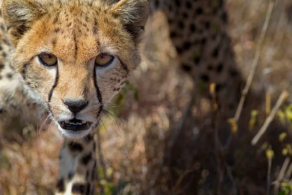3 Day Elewana Kifaru House Lewa Flying Safari – Luxury Wildlife Escape