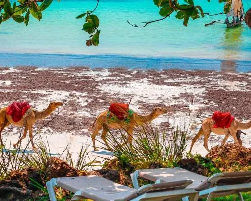 3 Day Leopard Beach Resort Flying Safari by crystal tours