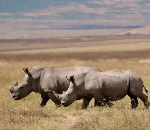 3-Day Luxury Tanzania Safari Crystal Tours