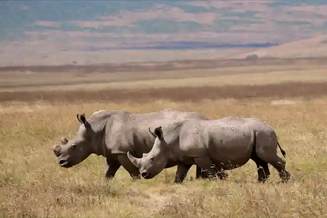 3-Day Luxury Tanzania Safari Crystal Tours