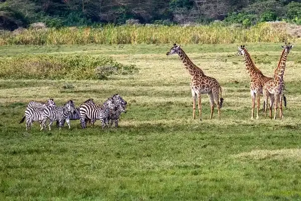 3-Day Tanzania Luxury Lake Manyara & Ngorongoro Safari