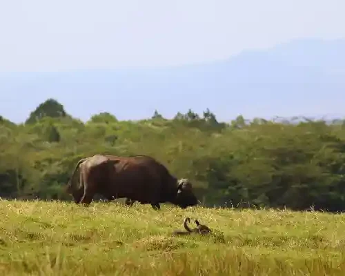 3-Day Tanzania Luxury Lake Manyara & Ngorongoro Safari