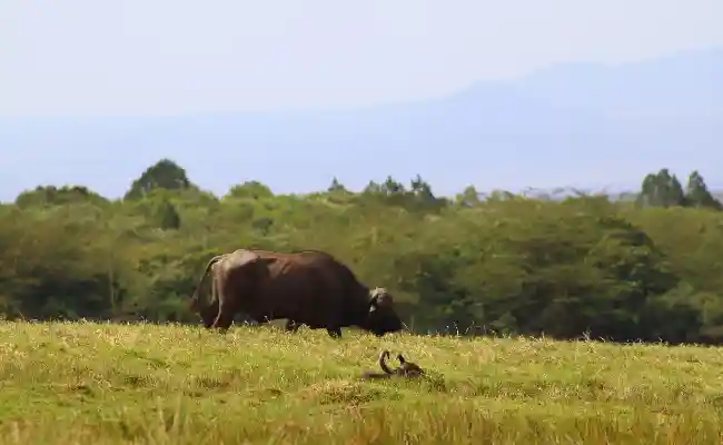 3-Day Tanzania Luxury Lake Manyara & Ngorongoro Safari
