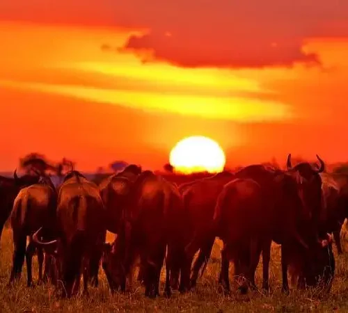 4 day luxury masai mara safari by crystal tours (7)
