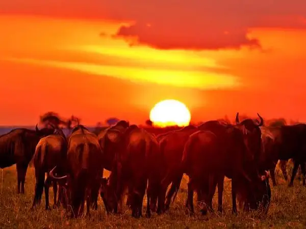 4 day luxury masai mara safari by crystal tours (7)