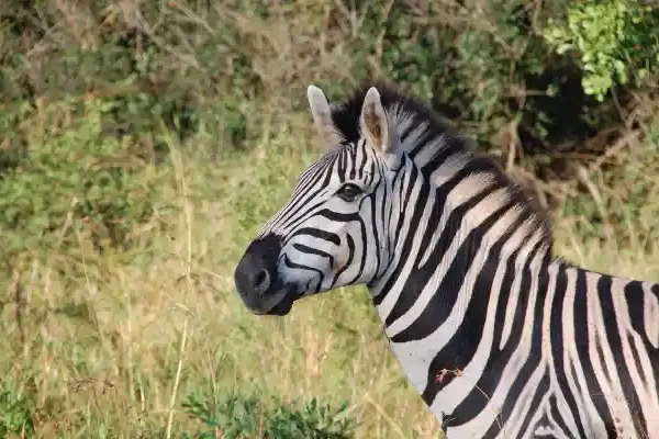 7-Day Luxury Tanzania Safari_ Lake Manyara, Ngorongoro & Grumeti