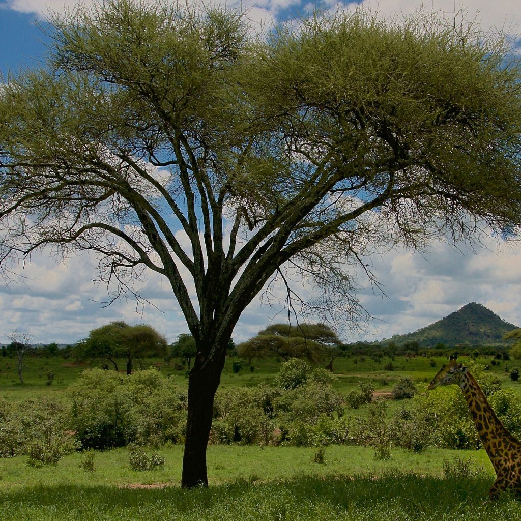 10-Day Kenya & Tanzania Luxury Safari