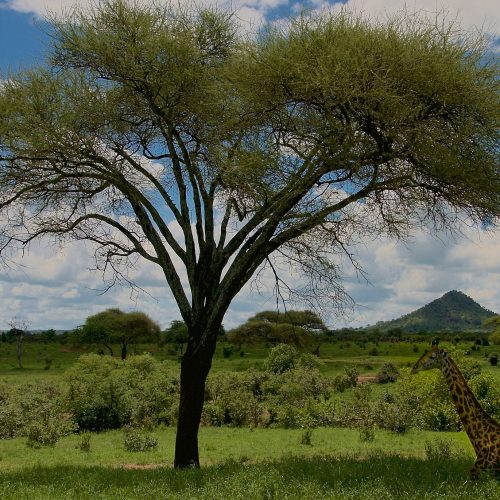 10-Day Kenya & Tanzania Luxury Safari