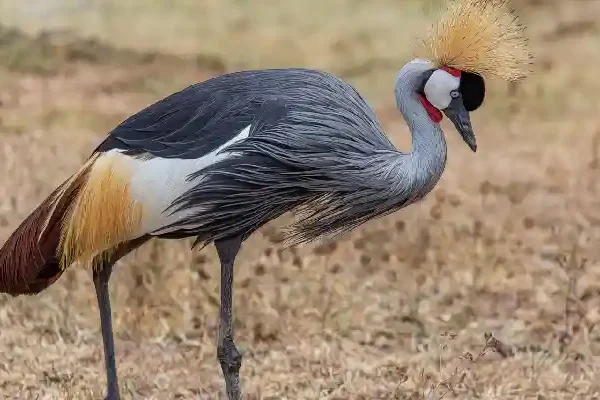 9-Day Luxury Tanzania Safari: Tarangire, Lake Manyara, Ngorongoro & Serengeti Crystal Tours