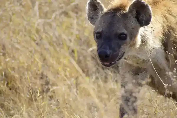 9-Day Luxury Tanzania Safari: Tarangire, Lake Manyara, Ngorongoro & Serengeti Crystal Tours