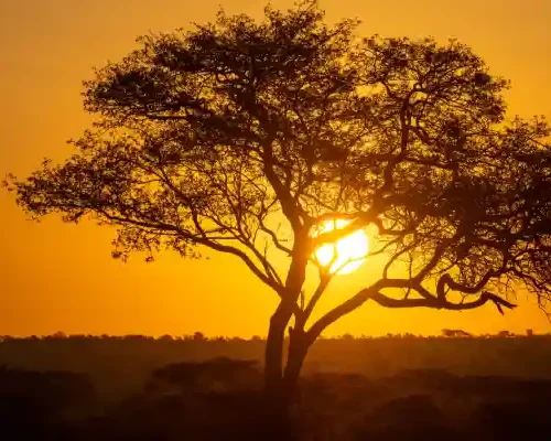 9-Day Luxury Tanzania Safari: Tarangire, Lake Manyara, Ngorongoro & Serengeti Crystal Tours