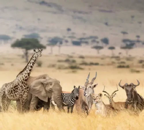 9-Day maasai mara ,serengeti and ngorongoro crater luxury safari by crystal tours