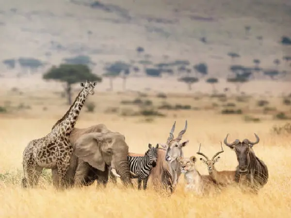 9-Day maasai mara ,serengeti and ngorongoro crater luxury safari by crystal tours