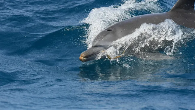 Dolphins by crystal tours