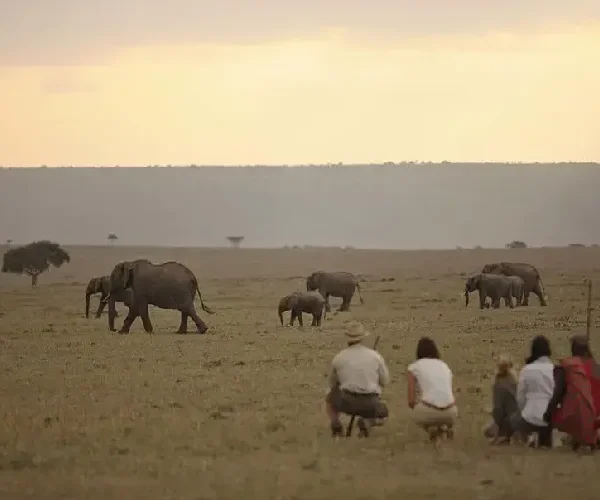 Elewana Elephant Pepper Camp 2 Nights – Unforgettable Luxury Maasai Mara Safari (Non-Resident)