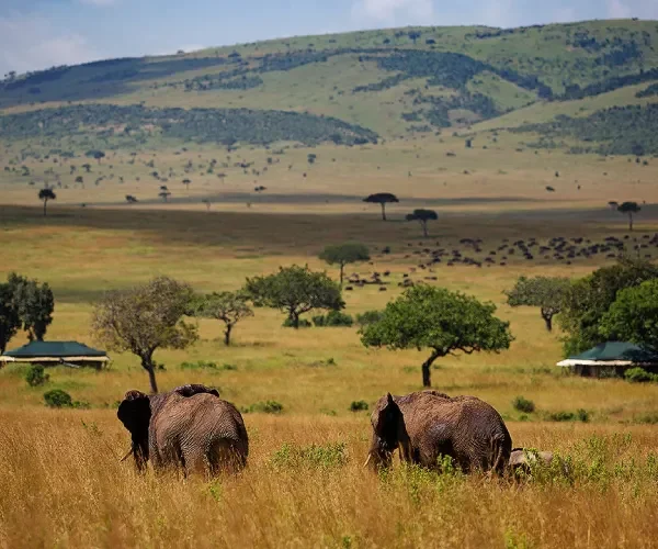 Elewana Sand River Camp 2 Nights – Unforgettable Luxury Maasai Mara Safari (Non-Resident)