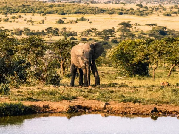 Encounter Mara 2 Nights – Unforgettable Luxury Maasai Mara Safari (Non-Resident)