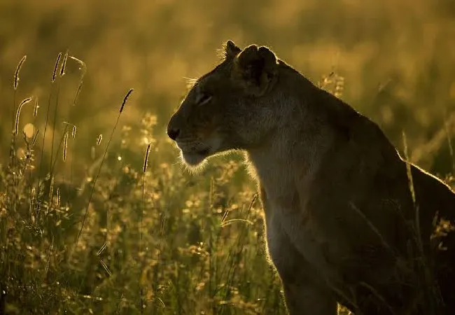 Entim Mara Camp 2 Nights – Unforgettable Luxury Maasai Mara Safari (Non-Resident)
