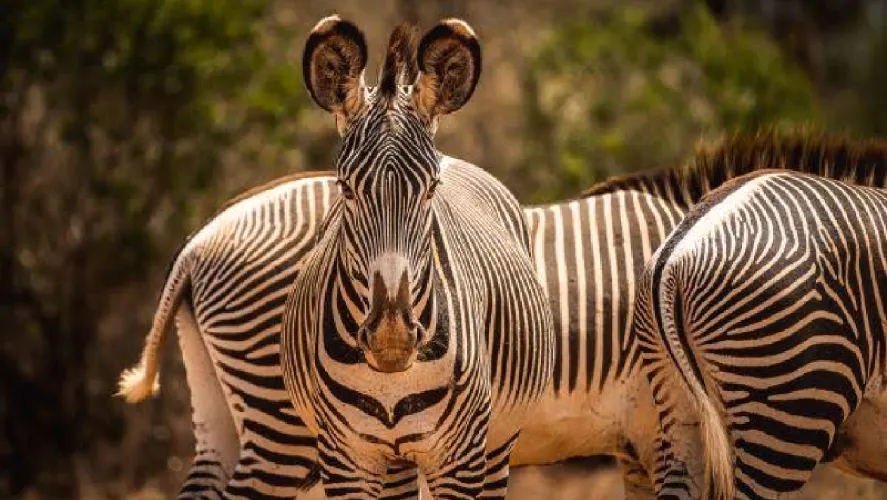 Grevys Zebra by crystal tours