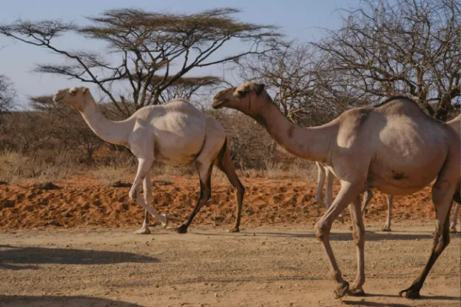 Isiolo by cystal tours