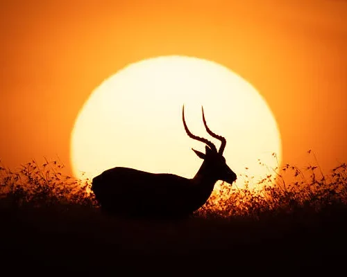 Kicheche Laikipia Flying Safari – Amazing Wildlife Escape