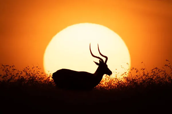 Kicheche Laikipia Flying Safari – Amazing Wildlife Escape