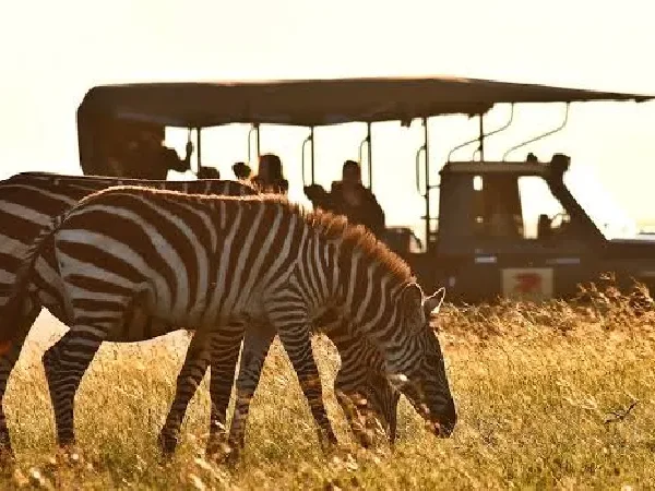 Kicheche Mara North Camp 2 Nights – Unforgettable Luxury Safari Experience (Non-Resident)
