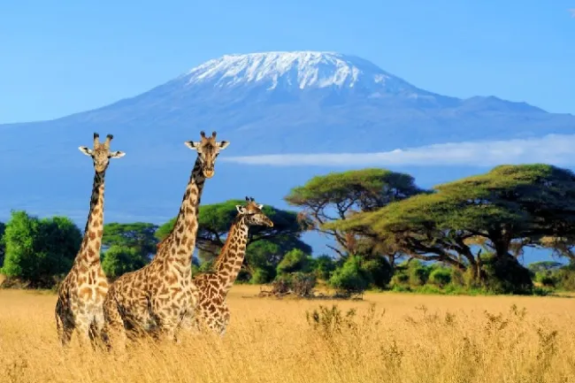 Kilimanjaro by crystal tours
