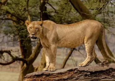 Lake nakuru by cystal tours