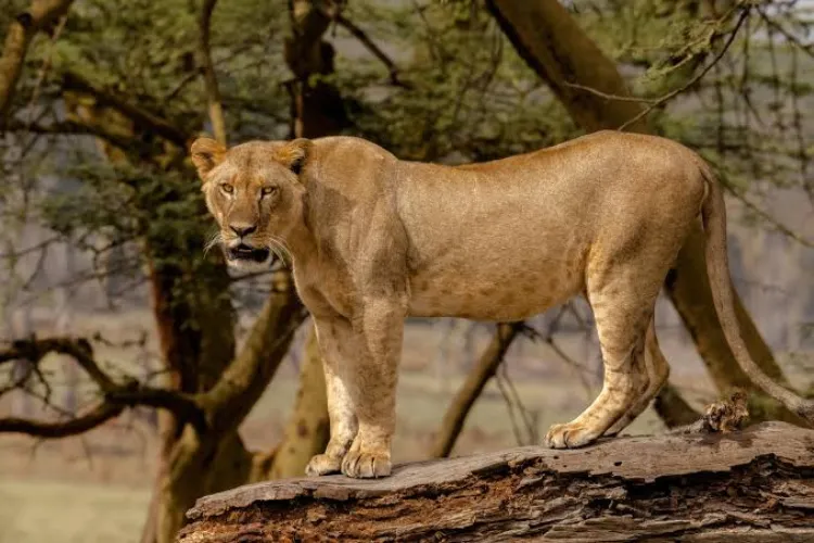 Lake nakuru by cystal tours
