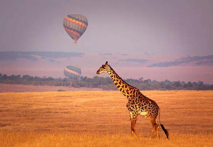 Maasai mara by crystal tours