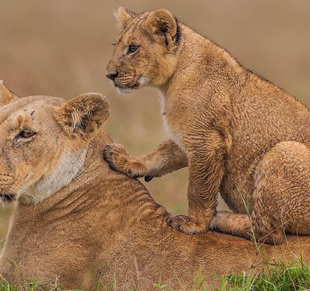 Maasai mara crystal tours