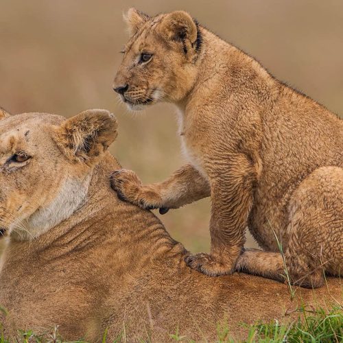 Maasai mara crystal tours