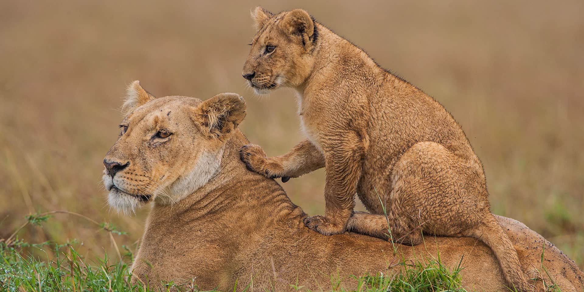 Maasai mara crystal tours
