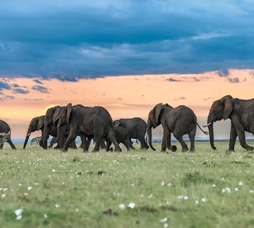Naboisho Camp 2 Nights – Unforgettable Luxury Maasai Mara Safari