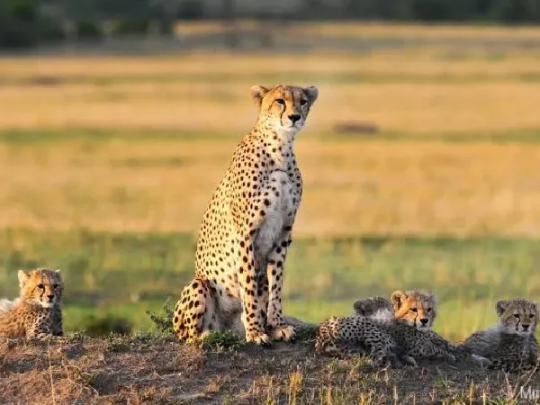 Tipilikwani Mara Camp 2 Nights – Unforgettable Luxury Maasai Mara Safari (Non-Resident)