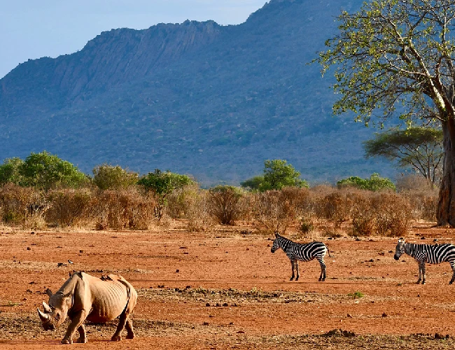 Tsavo west by crystal tours
