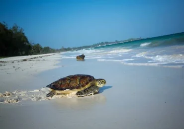 Watamu by crystal tours