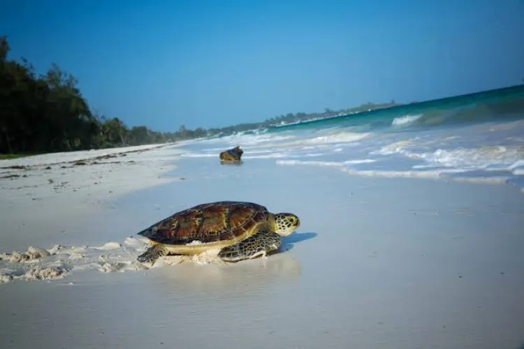 Watamu by crystal tours
