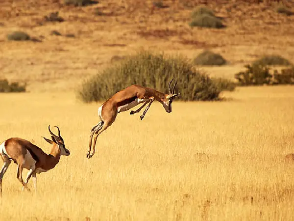 antelope in lake manyara by crysal tours