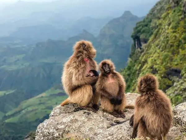 baboon cliff in lake nakuru by crystal tours