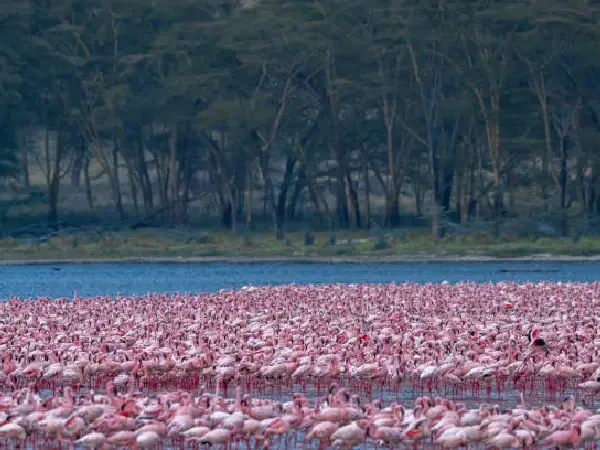 best time for photography in lake nakuru by crystal tours