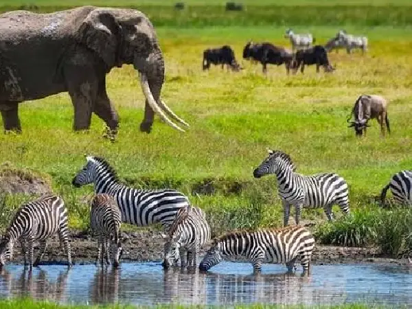 best view in lake manyara by crystal tours