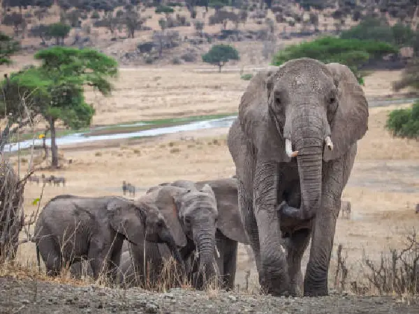 big elephants in lake manyara by crystal tours