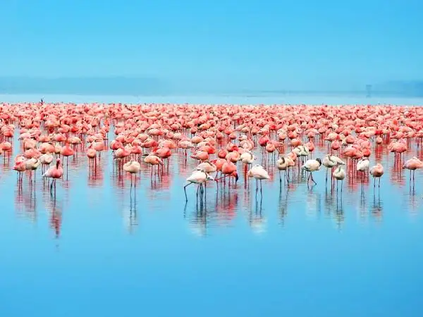 bird watching in lake nakuru by crystal tours kenya
