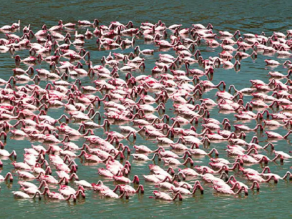 birdlife in lake manyara by crystal tours kenya