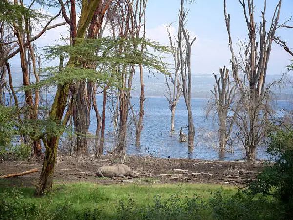 black rhino at lake nakuru